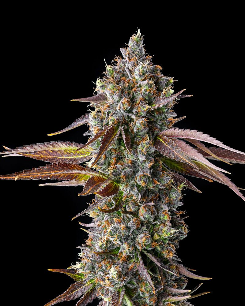 Strawberry Skrilla, Фасовка: 3, изображение 2